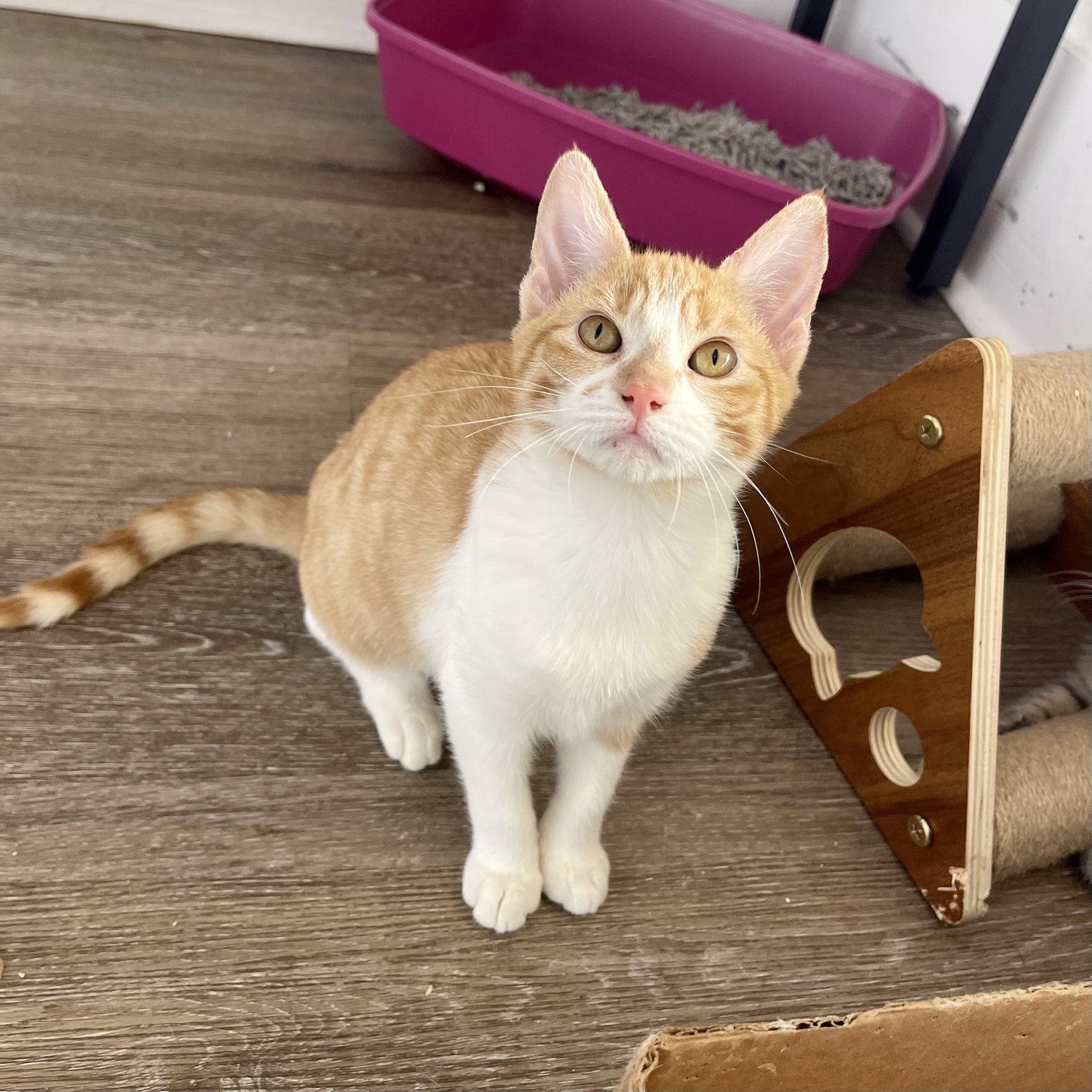 Cats for Adoption in Baton Rouge, Louisiana Alpha Paw
