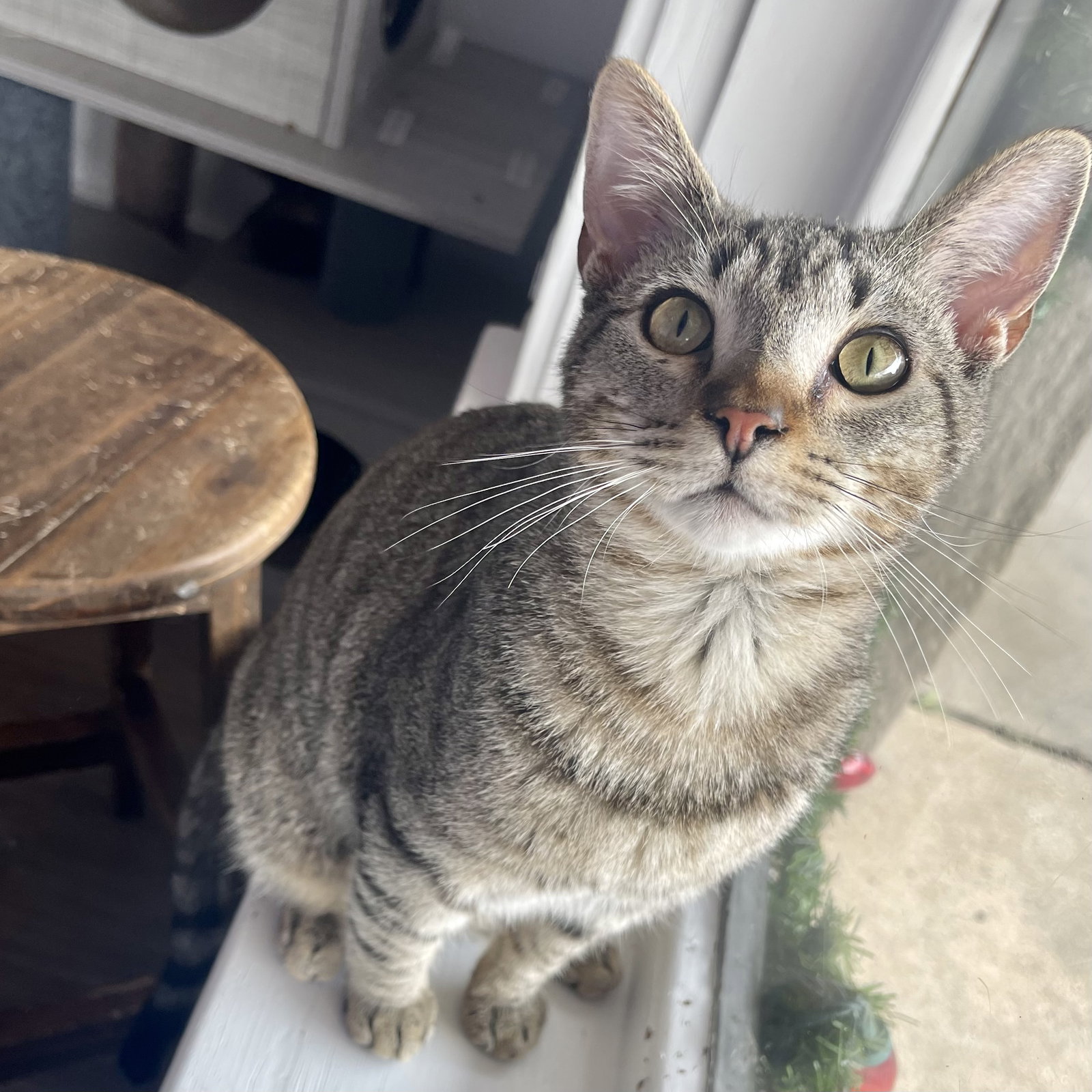 Cats for Adoption in Baton Rouge, Louisiana Alpha Paw