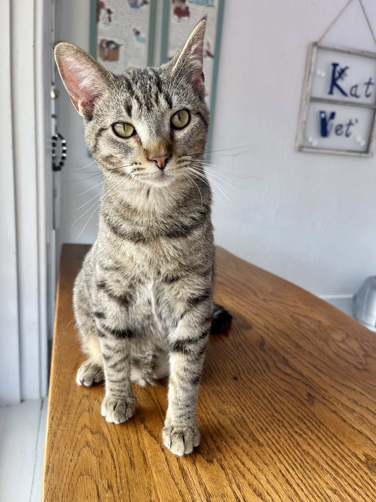 Cats for Adoption in Baton Rouge, Louisiana Alpha Paw
