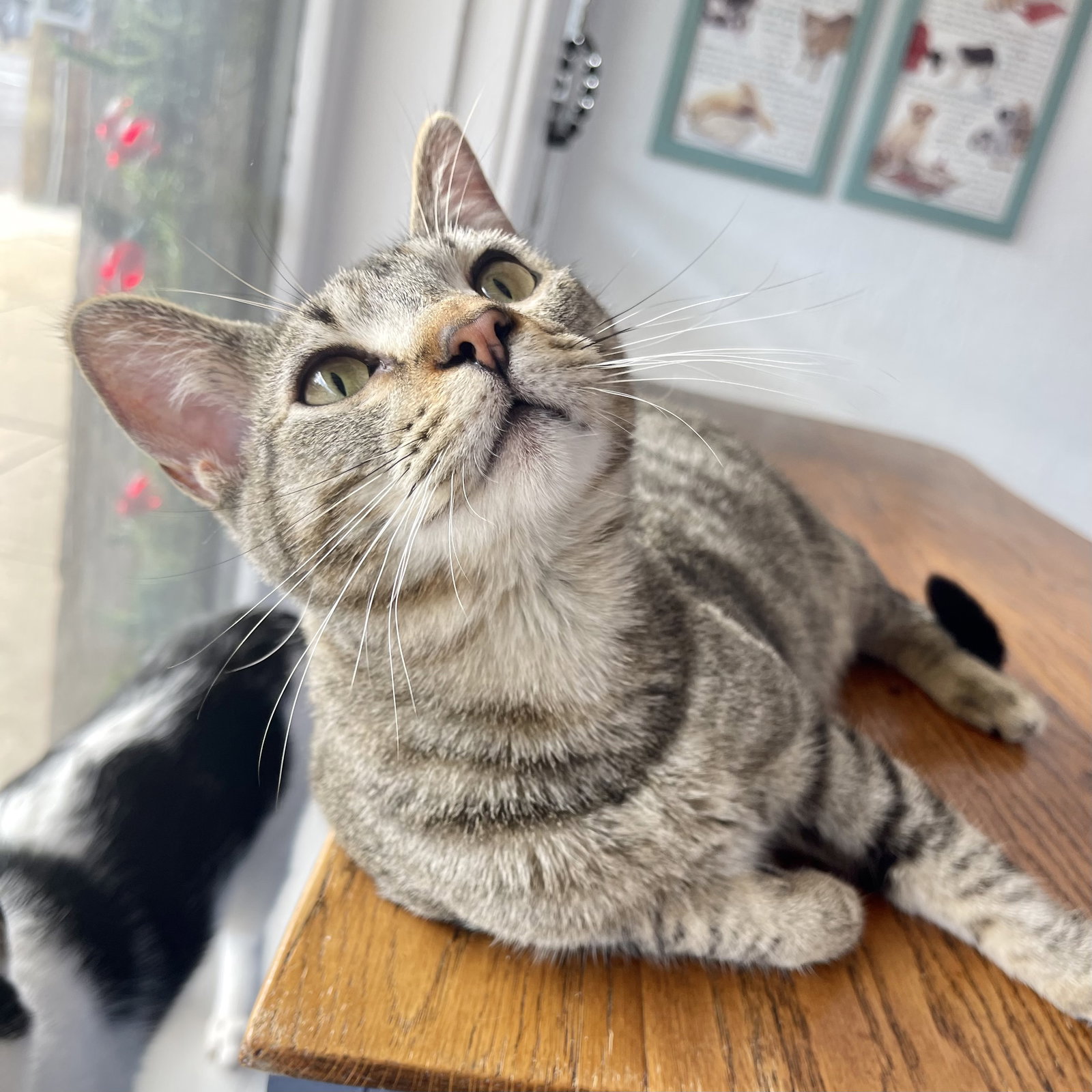 Cats for Adoption in Baton Rouge, Louisiana Alpha Paw