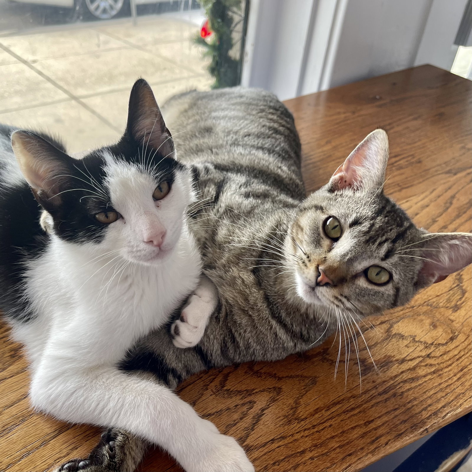 Cats for Adoption in Baton Rouge, Louisiana Alpha Paw