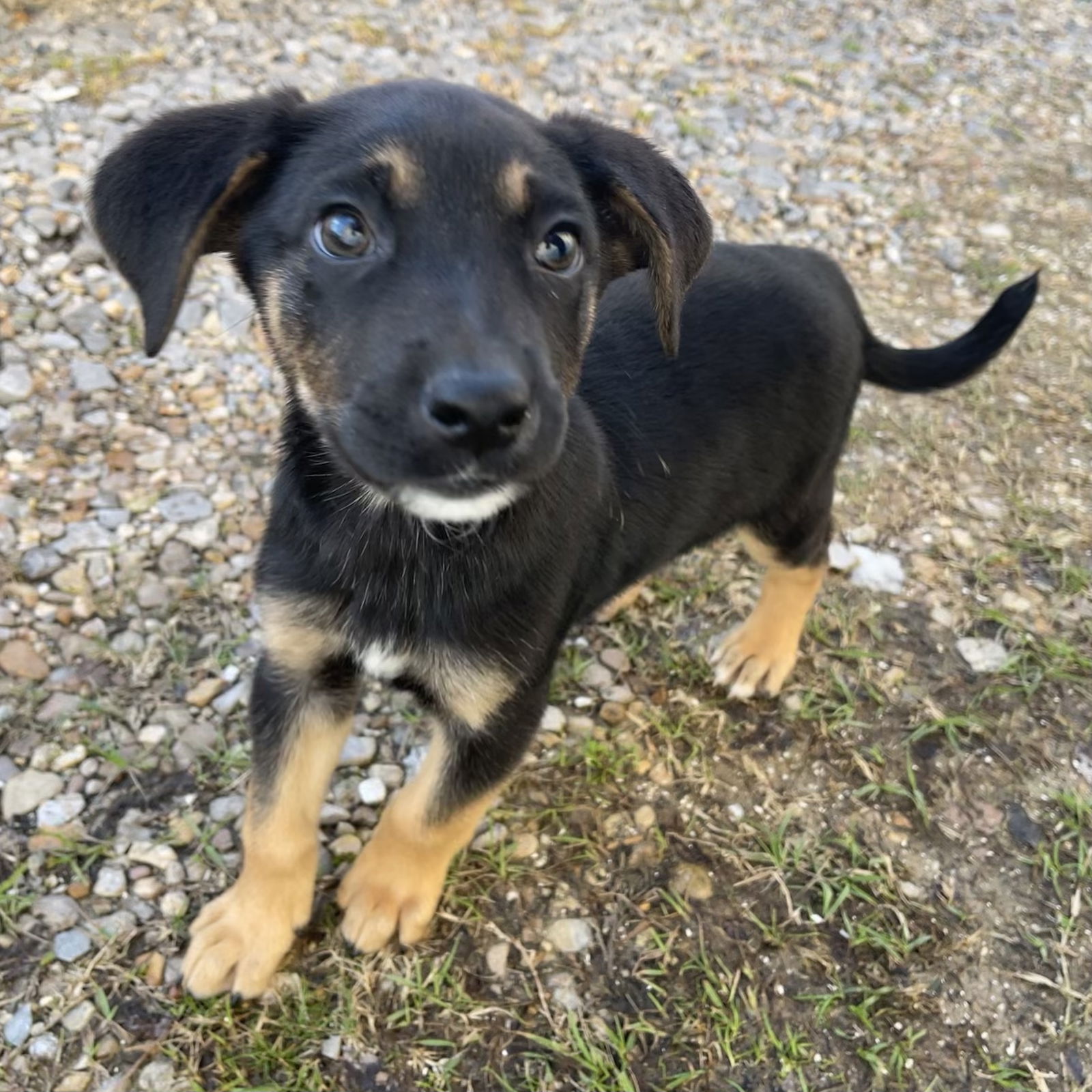 Dog for Adoption - Sammy, a Labrador Retriever in Westminster, LA ...