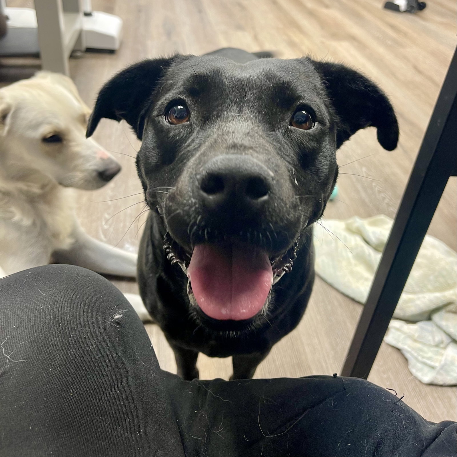 Dog for Adoption Cooper, a Pit Bull Terrier in Franklinton, LA