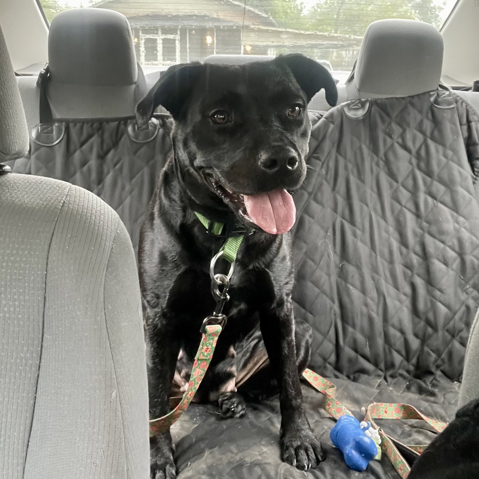 Dog for Adoption Cooper, a Pit Bull Terrier in Franklinton, LA