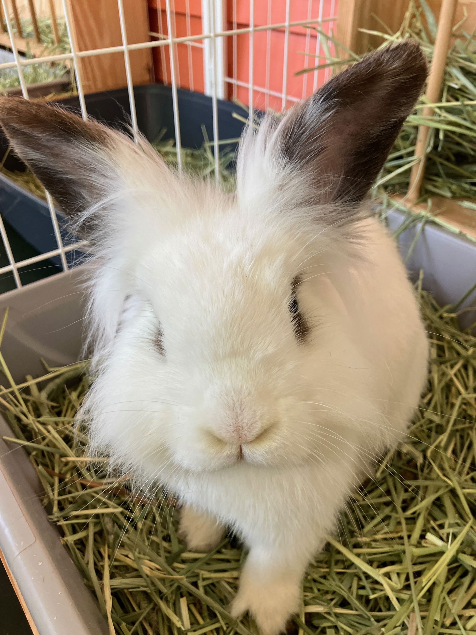 adoptable Rabbit in Ponchatoula, LA named Darth Vader