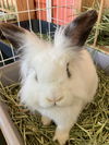 adoptable Rabbit in  named Darth Vader