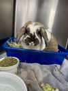 adoptable Rabbit in Ponchatoula, LA named Mary Hoppins
