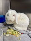 adoptable Rabbit in  named Claudette