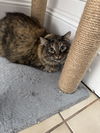 adoptable Cat in  named Drew