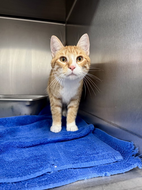 picture of the cat needing adoption