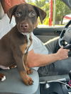 adoptable Dog in , LA named Copper