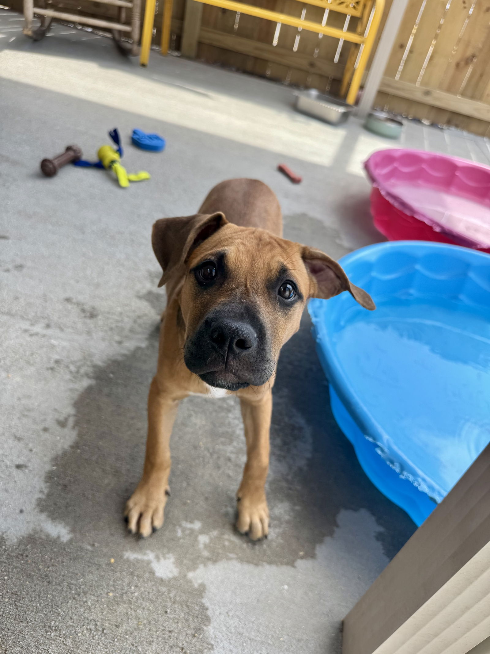 adoptable Dog in Ponchatoula, LA named Thumbalina