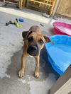 adoptable Dog in , LA named Thumbalina