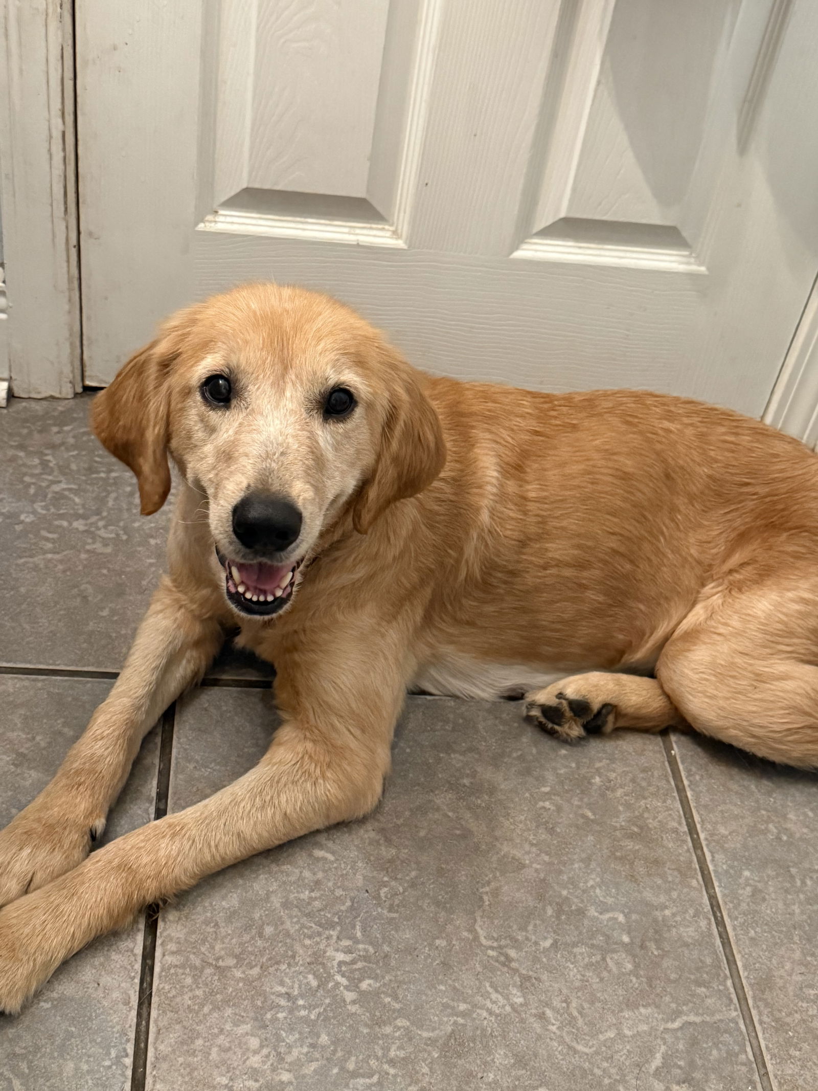 adoptable Dog in Ponchatoula, LA named Elenor