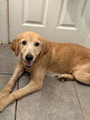adoptable Dog in  named Elenor