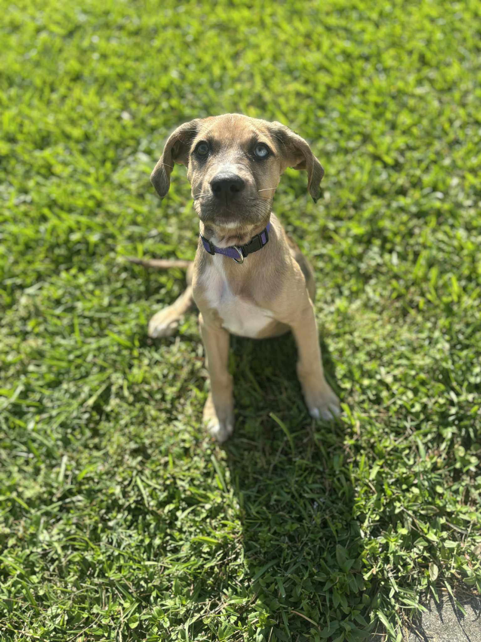 adoptable Dog in Ponchatoula, LA named Daisy