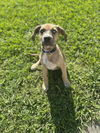 adoptable Dog in  named Daisy