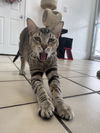 adoptable Cat in , LA named Suzi
