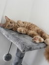 adoptable Cat in , LA named Hercules