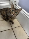 adoptable Cat in , LA named Annie
