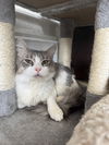 adoptable Cat in  named Penny