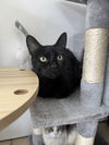 adoptable Cat in , LA named Mimi