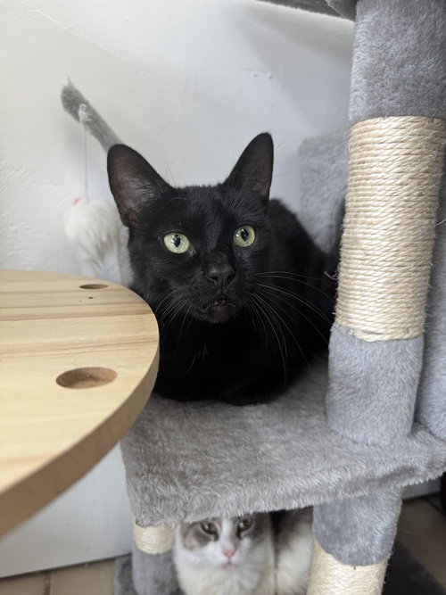 picture of the cat needing adoption