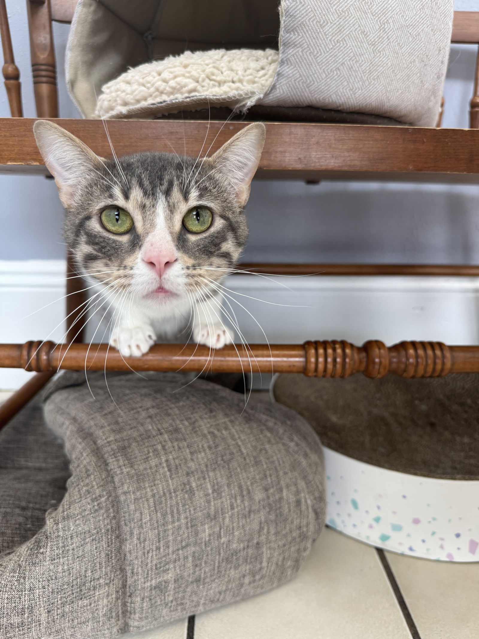 adoptable Cat in Ponchatoula, LA named Waffle House