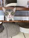 adoptable Cat in , LA named Waffle House