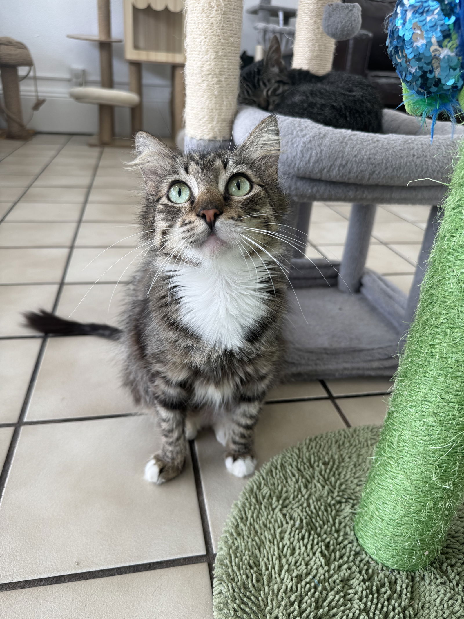 adoptable Cat in Ponchatoula, LA named Julia