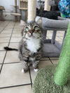 adoptable Cat in  named Julia
