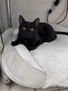 adoptable Cat in , LA named Toad