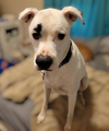 adoptable Dog in Seattle, WA named Brian