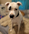 adoptable Dog in renton, WA named Brian