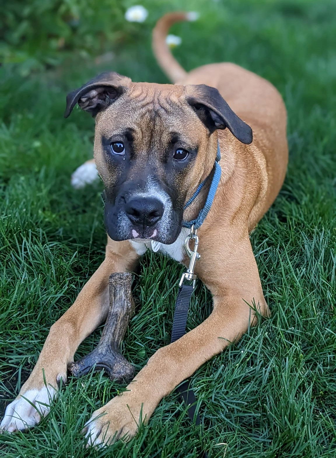 adoptable Dog in Camas, WA named Cruz