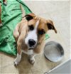 adoptable Dog in , OR named Remington