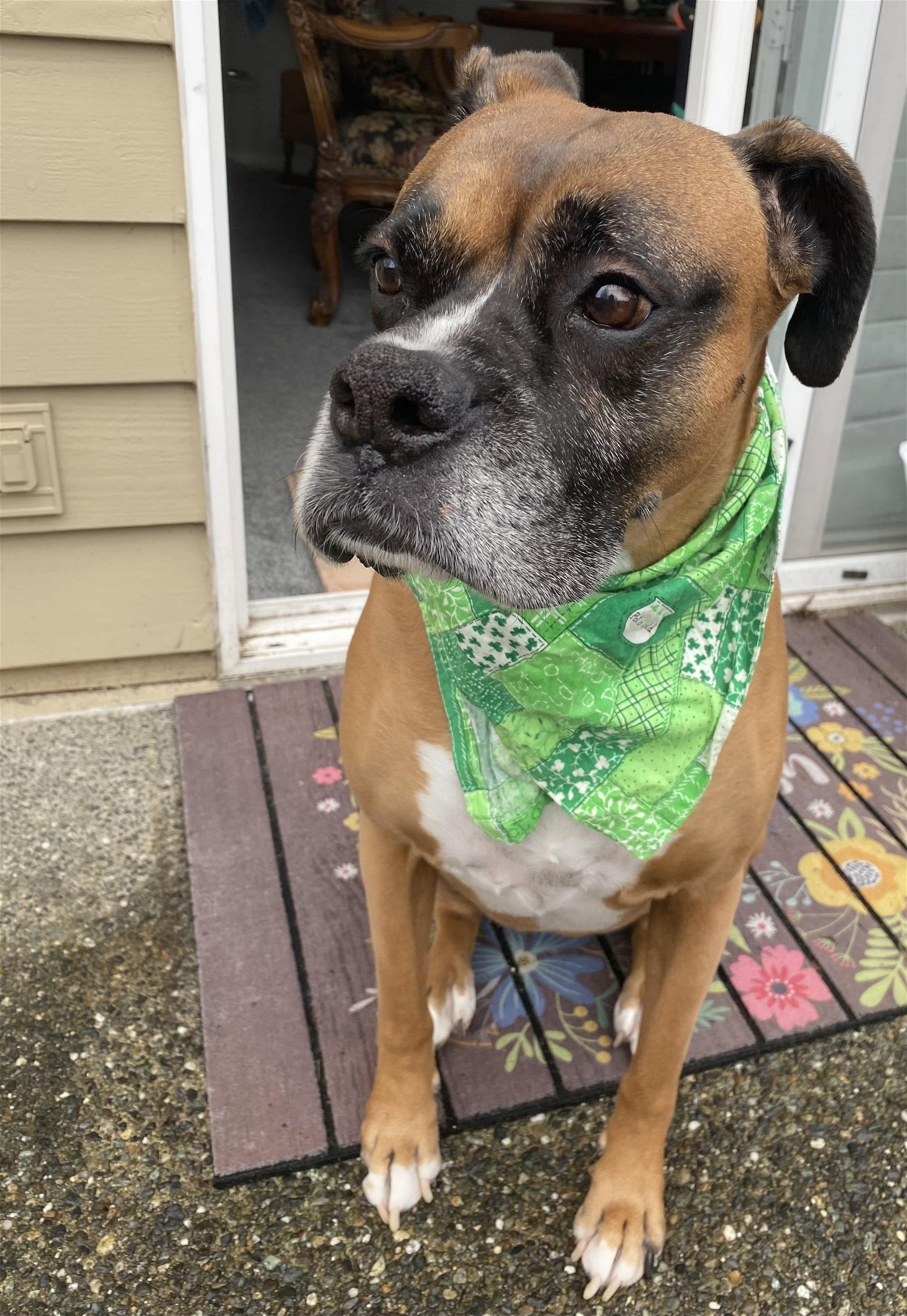 adoptable Dog in Everett, WA named Inka