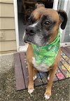 adoptable Dog in everett, wa, WA named Inka