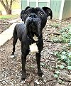 adoptable Dog in medford, OR named Bubbles