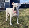 adoptable Dog in arlington, WA named Cheyenne