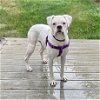 adoptable Dog in kirkland, WA named Daisy May