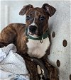 adoptable Dog in olympia, WA named Higgins
