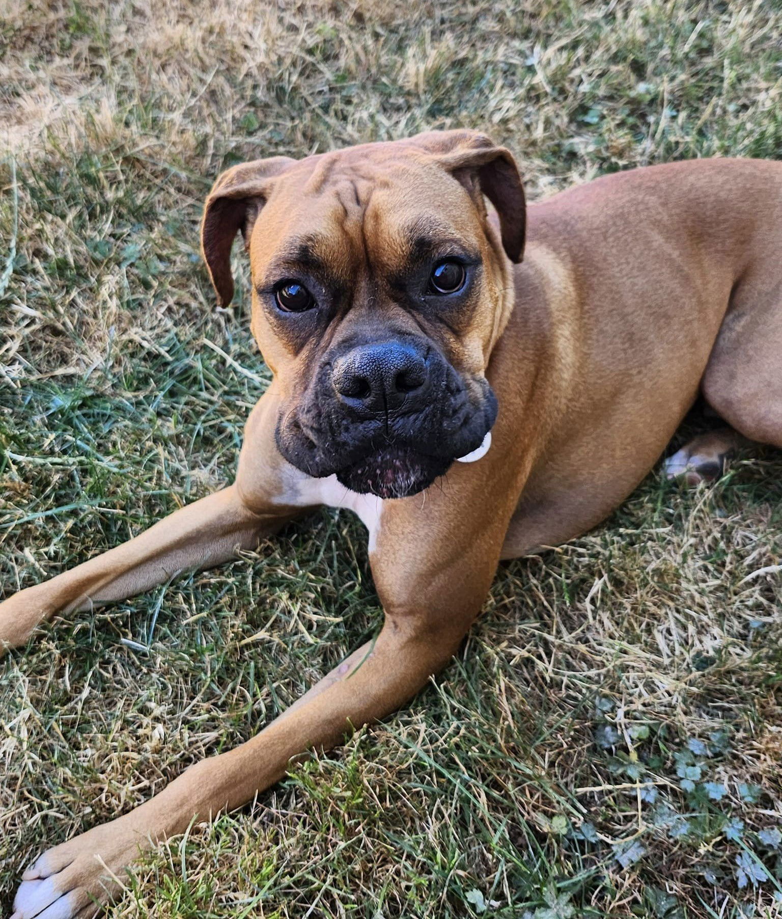 adoptable Dog in Eugene, OR named Bear