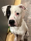 Tyson - Photo 5