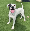 Tyson - Photo 1