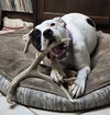 Tyson - Photo 2