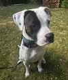 Tyson - Photo 6