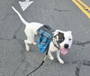 Tyson - Photo 3
