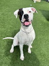 Tyson - Photo 7