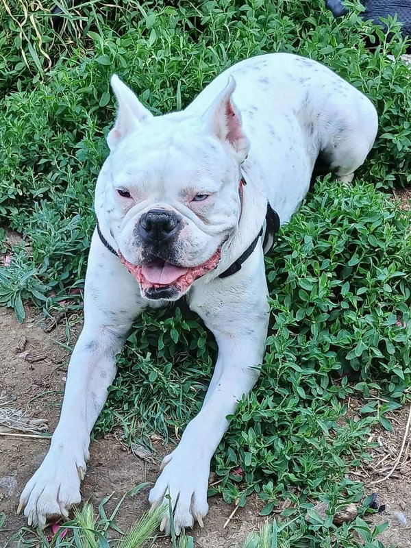 Guapo